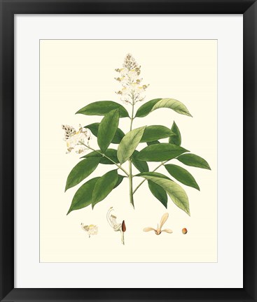 Framed Spring Green Foliage V Print