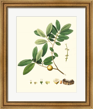 Framed Spring Green Foliage VII Print