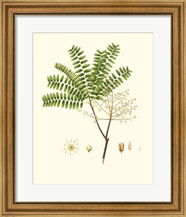 Framed Spring Green Foliage VIII Print