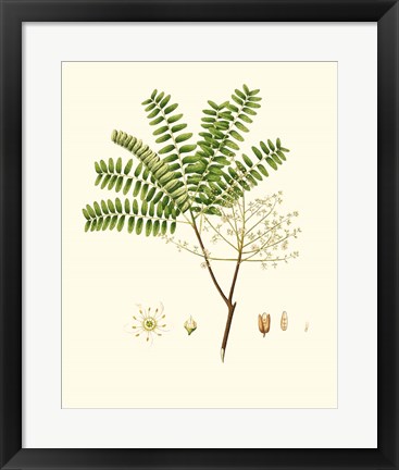 Framed Spring Green Foliage VIII Print