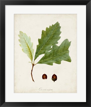 Framed Antique Tree Study II Print