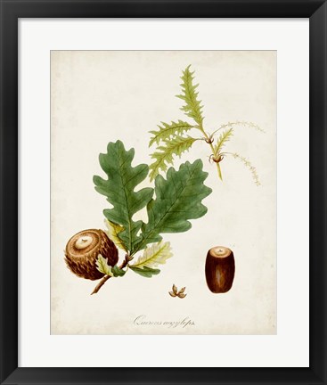 Framed Antique Tree Study III Print