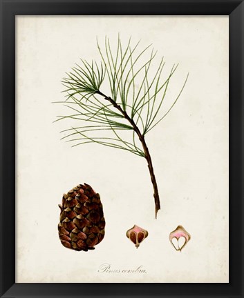 Framed Antique Tree Study IV Print