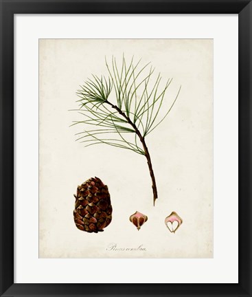 Framed Antique Tree Study IV Print