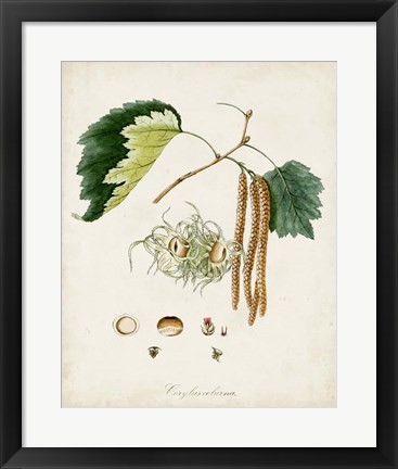 Framed Antique Tree Study VI Print