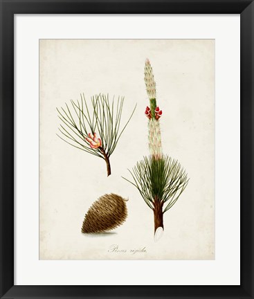 Framed Antique Tree Study VIII Print