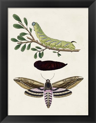 Framed Caterpillar &amp; Moth I Print