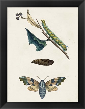 Framed Caterpillar &amp; Moth II Print