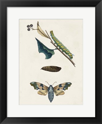 Framed Caterpillar &amp; Moth II Print