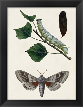 Framed Caterpillar &amp; Moth III Print