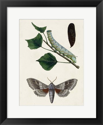 Framed Caterpillar &amp; Moth III Print