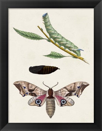 Framed Caterpillar &amp; Moth IV Print