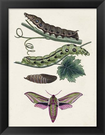 Framed Caterpillar &amp; Moth VI Print