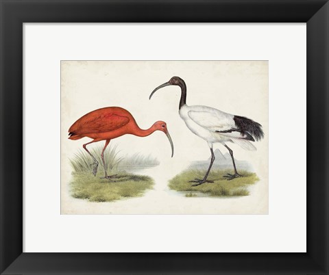 Framed Antique Waterbirds II Print