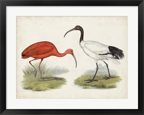 Framed Antique Waterbirds II Print