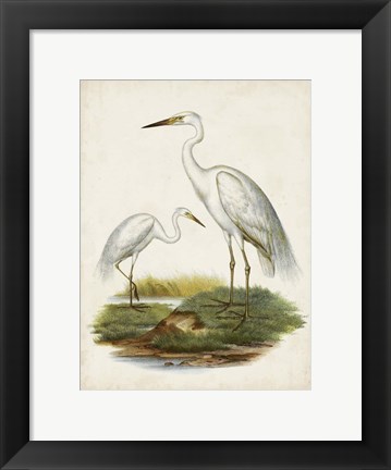 Framed Antique Waterbirds V Print