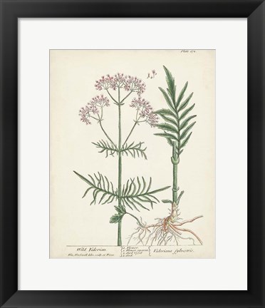 Framed Antique Herbs I Print