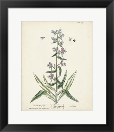 Framed Antique Herbs II Print