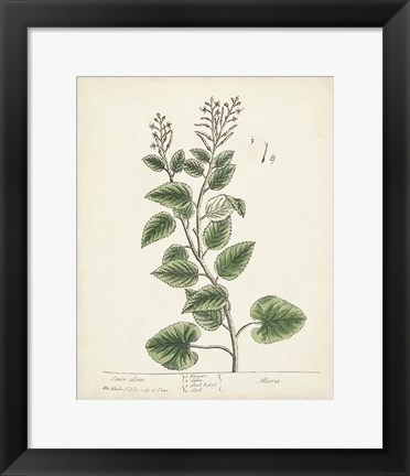 Framed Antique Herbs III Print