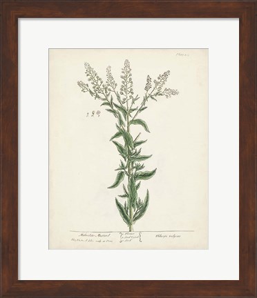 Framed Antique Herbs IV Print