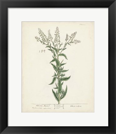 Framed Antique Herbs IV Print