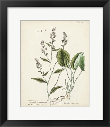 Framed Antique Herbs V Print