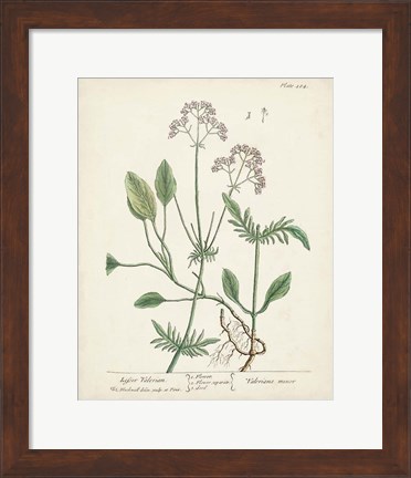 Framed Antique Herbs VI Print