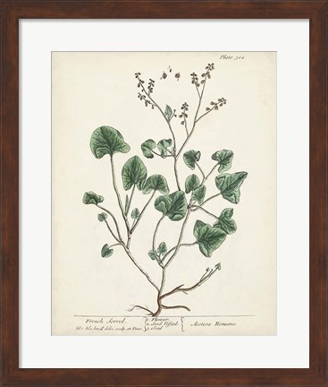 Framed Antique Herbs VIII Print