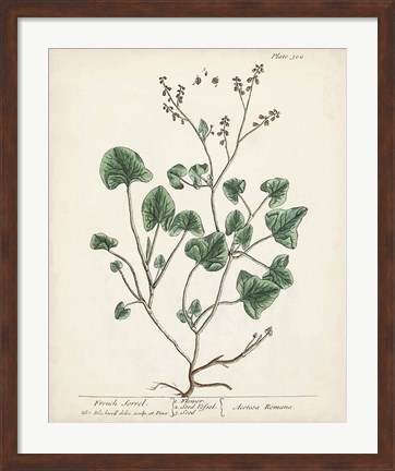 Framed Antique Herbs VIII Print