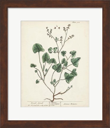 Framed Antique Herbs VIII Print