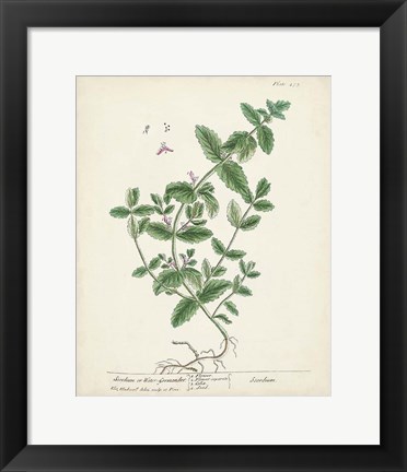 Framed Antique Herbs IX Print