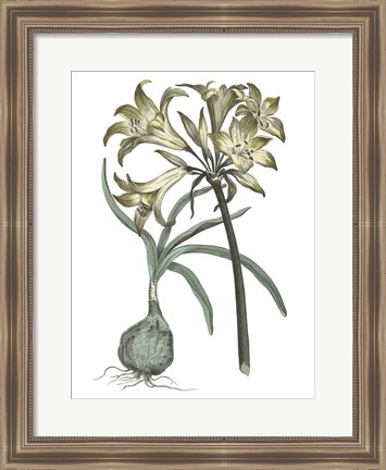 Framed Vintage Floral I on White Print