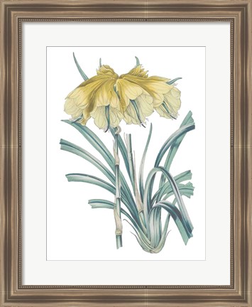 Framed Antique Botanical XXIV Cool Print