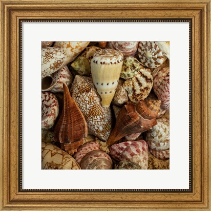 Framed Mini Conch Shells I Print