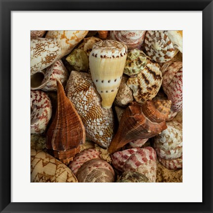 Framed Mini Conch Shells I Print