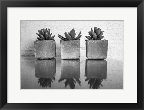 Framed Potted Succulent Print