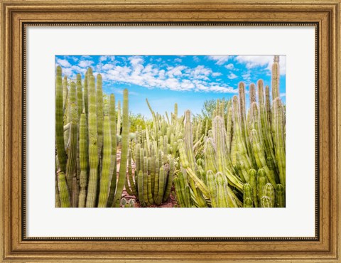 Framed Cactus Garden Print