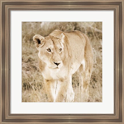 Framed Lioness in Kenya (sepia) Print