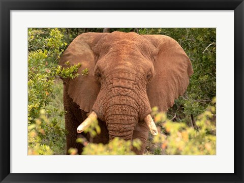 Framed Elephant on Alert Print