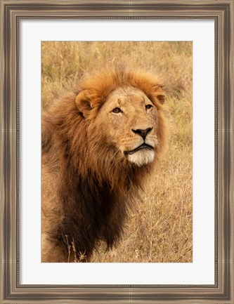 Framed Lion&#39;s Intent Stare Print