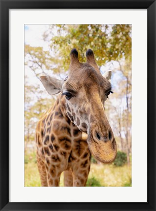 Framed Curious Giraffe Print