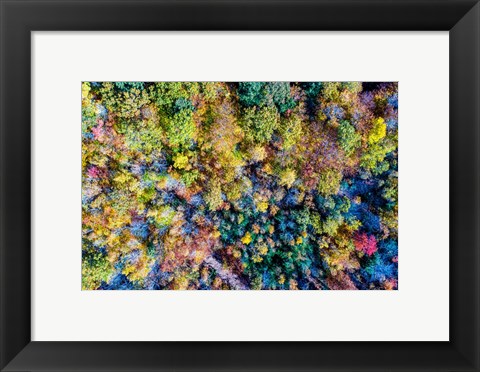 Framed Aerial Fall Trees Print