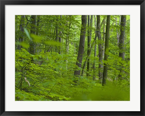 Framed Woodland Hainich in Thuringia Print