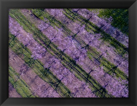 Framed Peach Orchard in Spring, Marion County, Illinois Print