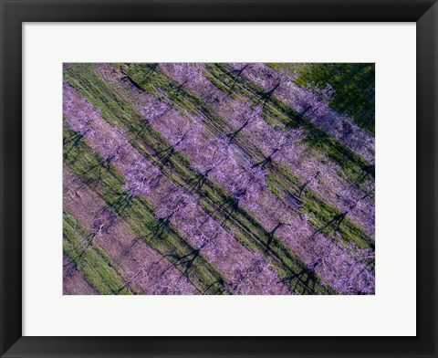 Framed Peach Orchard in Spring, Marion County, Illinois Print