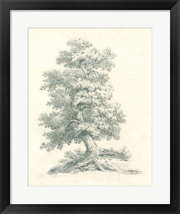 Framed Tree Study II Print