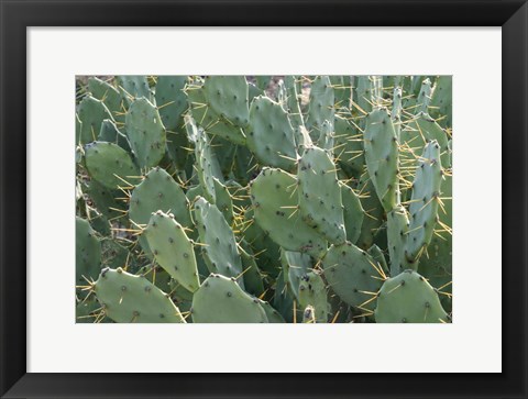 Framed Prickly Pear Cactus Print