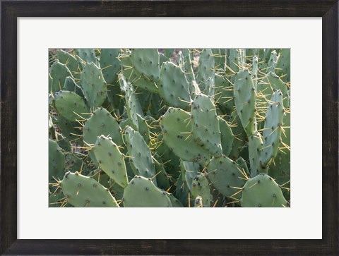 Framed Prickly Pear Cactus Print