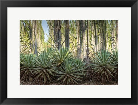 Framed Sisal Plants Print