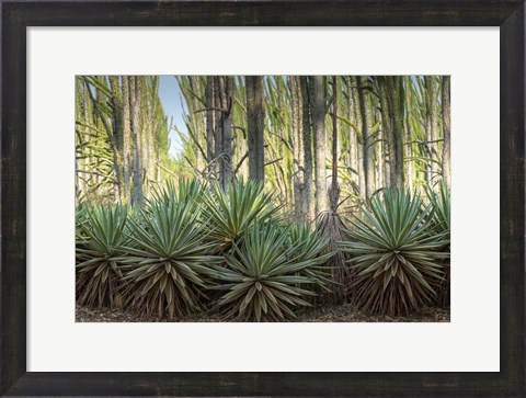 Framed Sisal Plants Print